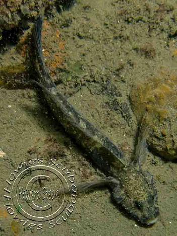 Gobies, Howies Scuba
