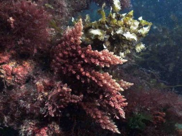Red Algae's & Weed's, Howies Scuba
