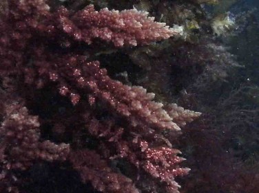 Red Algae's & Weed's, Howies Scuba