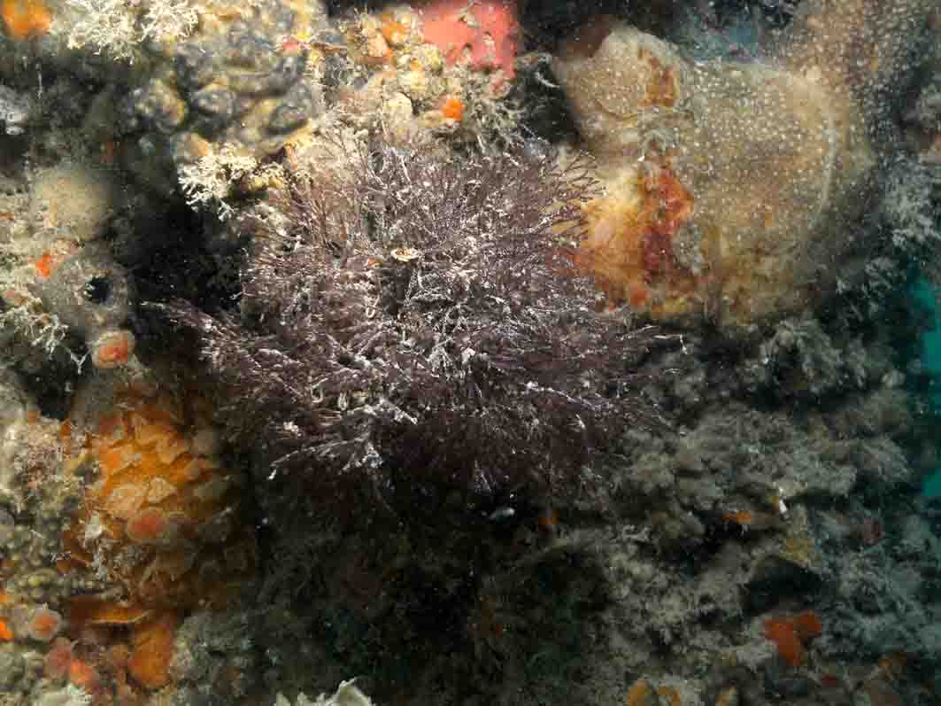 Red Algae's & Weed's, Howies Scuba