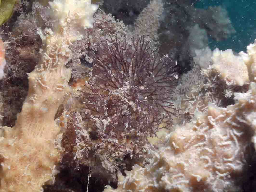 Red Algae's & Weed's, Howies Scuba