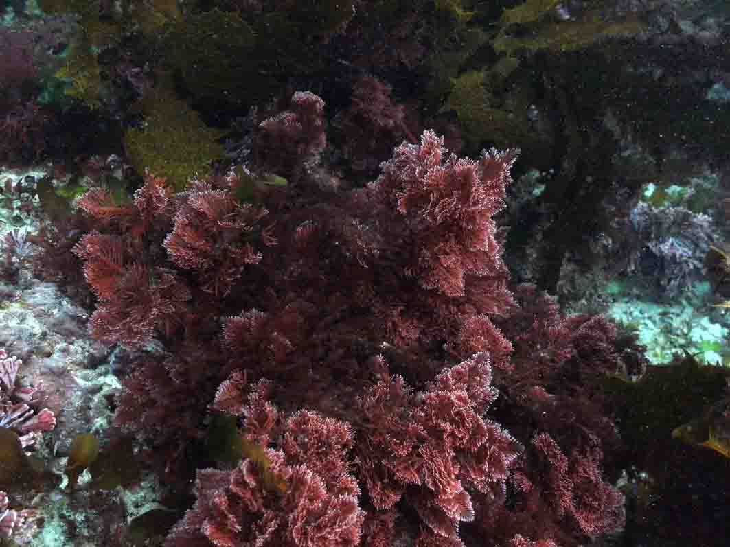 Самыми глубоководными водорослями являются. Кораллина водоросль. Бурые водоросли залива Петра Великого. Порфира водоросль. Бурые водоросли Средиземного моря.