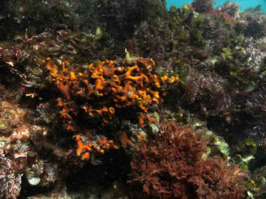 Red Algae's & Weed's, Howies Scuba